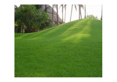 Cỏ nhân tạo sân vườn PTN05