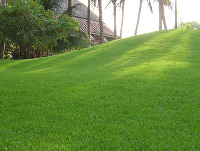 Vì sao cỏ nhân tạo trang trí lại thay thế cỏ nhung Nhật trong trang trí sân vườn