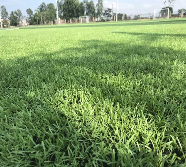 Chế độ bảo hành cỏ nhân tạo sau thi công và mua hàng