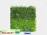 Cỏ nhân tạo PTN-MSX50