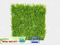Cỏ Nhân tạo PTN-M6